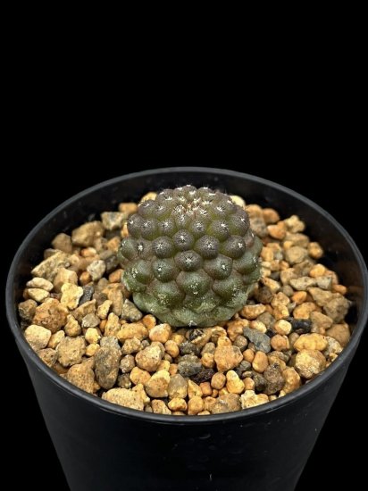 Copiapoa hypogaea Lizard Skin - SABOSABO STORE