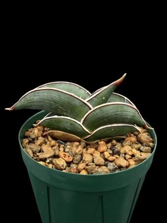 <img class='new_mark_img1' src='https://img.shop-pro.jp/img/new/icons8.gif' style='border:none;display:inline;margin:0px;padding:0px;width:auto;' />Sansevieria rorida





































