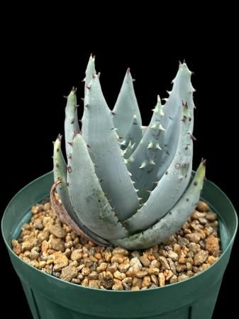 <img class='new_mark_img1' src='https://img.shop-pro.jp/img/new/icons8.gif' style='border:none;display:inline;margin:0px;padding:0px;width:auto;' />Aloe peglerae






































