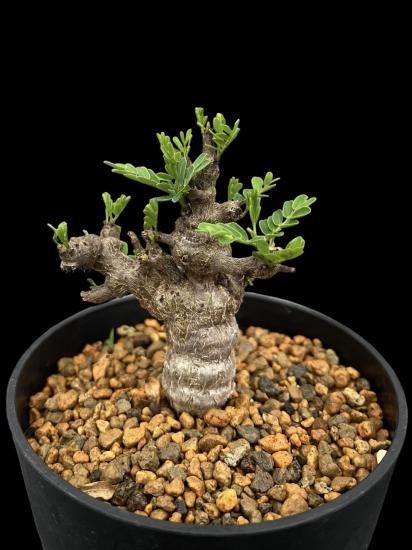 Senna meridionalis - SABOSABO STORE