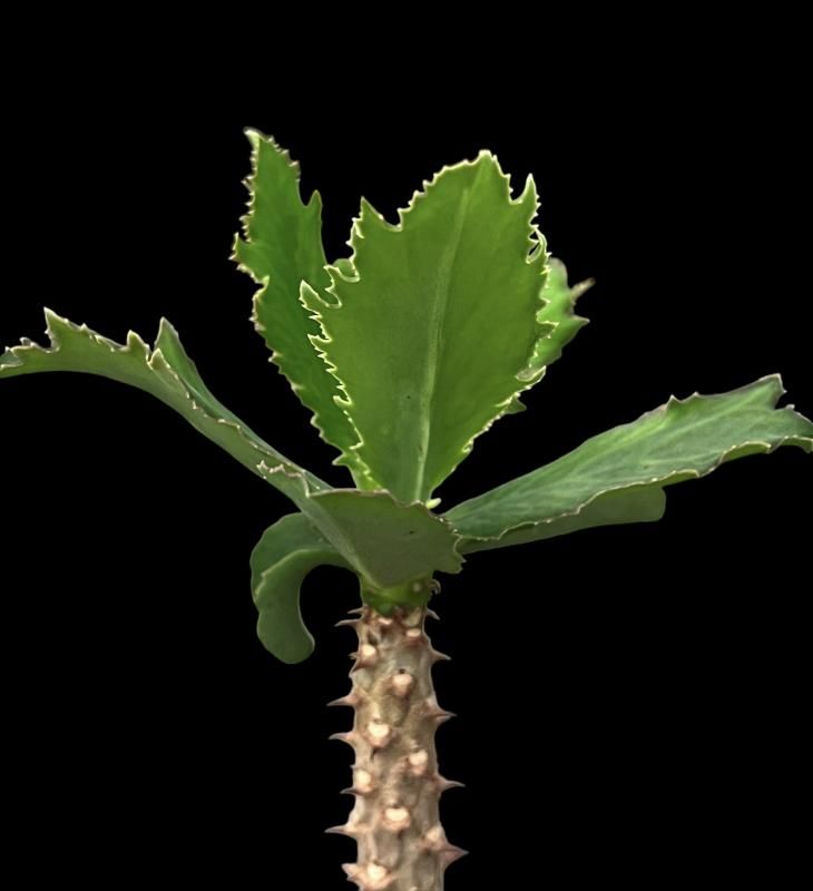 サピニー ユーフォルビア 実生① サピニー ユーフォルビア 実生① Euphorbia sapinii - SABOSABO STORE