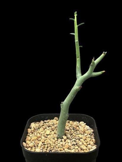 Euphorbia lignosa - SABOSABO STORE
