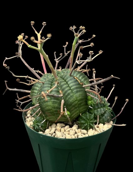 Euphorbia valida - SABOSABO STORE