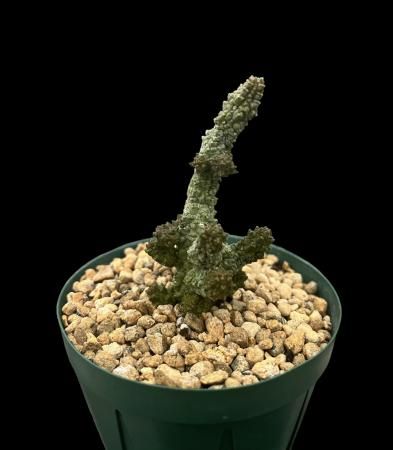 <img class='new_mark_img1' src='https://img.shop-pro.jp/img/new/icons8.gif' style='border:none;display:inline;margin:0px;padding:0px;width:auto;' />Pseudolithos dodsonianus
































