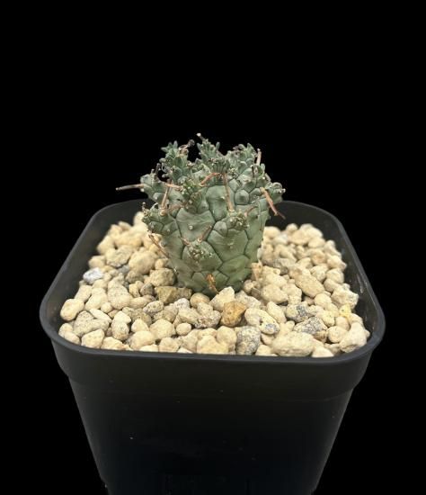 Euphorbia decepta - SABOSABO STORE Euphorbia decepta - SABOSABO STORE