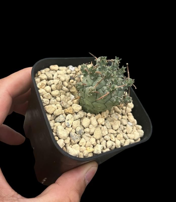 Euphorbia decepta - SABOSABO STORE