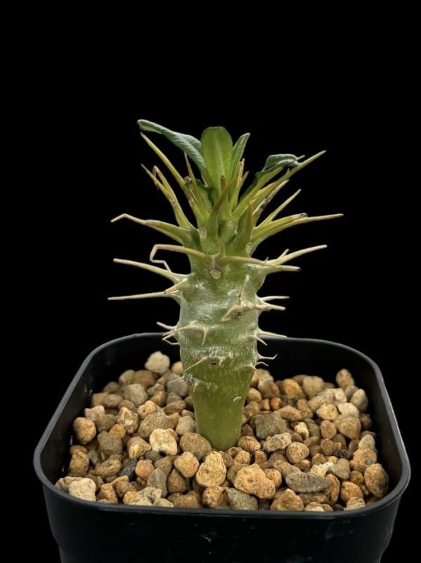 Pachypodium ambongense - SABOSABO STORE