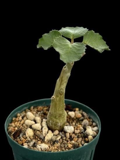 Dorstenia gypsophila - SABOSABO STORE Dorstenia gypsophila - SABOSABO STORE