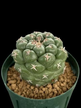 <img class='new_mark_img1' src='https://img.shop-pro.jp/img/new/icons8.gif' style='border:none;display:inline;margin:0px;padding:0px;width:auto;' />Coryphantha elephantidens


























