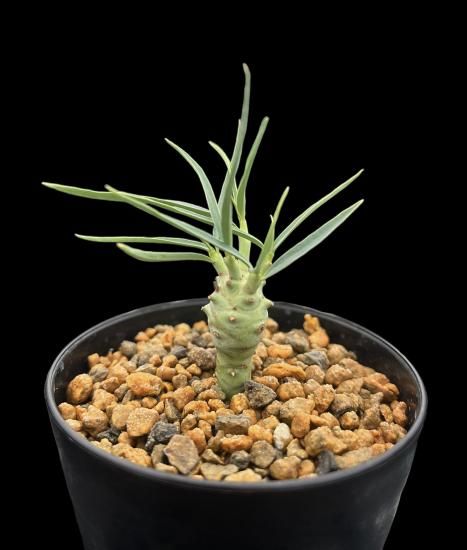 Euphorbia etuberculosa - SABOSABO STORE Euphorbia etuberculosa - SABOSABO STORE