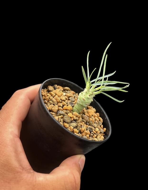 Euphorbia etuberculosa - SABOSABO STORE Euphorbia etuberculosa - SABOSABO STORE