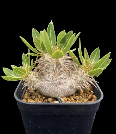 <img class='new_mark_img1' src='https://img.shop-pro.jp/img/new/icons8.gif' style='border:none;display:inline;margin:0px;padding:0px;width:auto;' />Pachypodium densiflorum






























