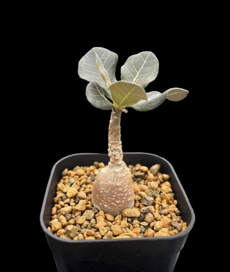 Adenium socotranum - SABOSABO STORE