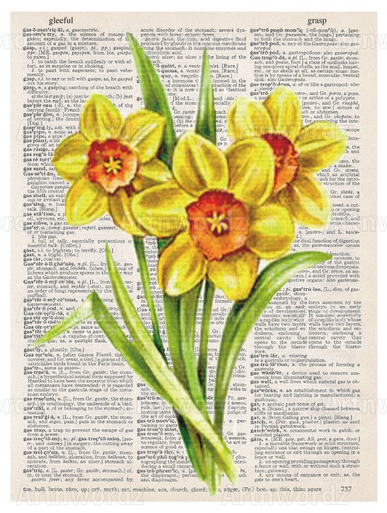 Daffodil