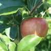 ʥΥå Shinano Red Apples8ܡ