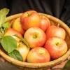 ڽλޤ ʥΥɥShinano Dolce Applesʣܡ