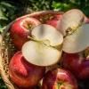 ڽλޤ ʥΥ  Shinano Sweet Apples10