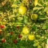 ڽλޤ ӡOurin Apples11
