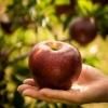 ڽλޤ   Akibae Apples