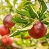 ڽλޤ ȶ̡Kougyoku Apples