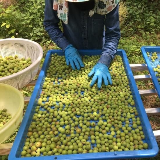 信州産　小梅　10キロ 小梅｜和歌山の小梅｜紀州産小梅
