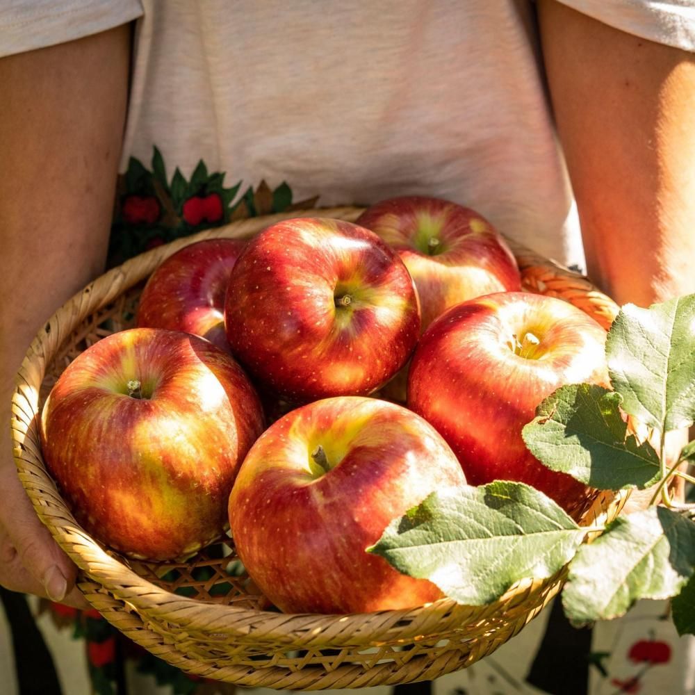 【うめりんご】至上の餌X 20kg セット商品 (SETS) - 信州・駒ヶ根 りんごのきのした農園