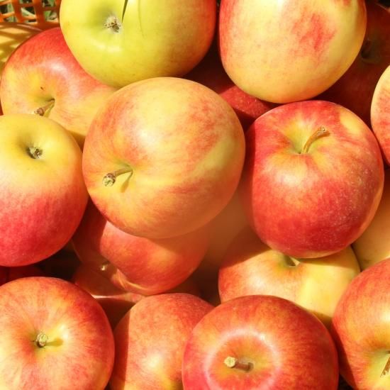 Apple - りんご APPLE LIGHT【NEW TYPE】 | 芳賀商店