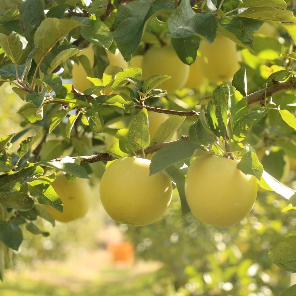 <img class='new_mark_img1' src='https://img.shop-pro.jp/img/new/icons29.gif' style='border:none;display:inline;margin:0px;padding:0px;width:auto;' />ڣå󥯡ΥߡۡʥΥɡڣ Rank Economy Shinano Gold Apples 2,100~7,700