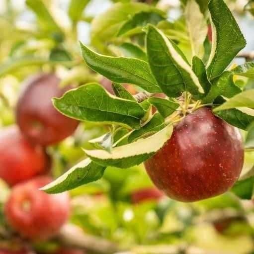 <img class='new_mark_img1' src='https://img.shop-pro.jp/img/new/icons63.gif' style='border:none;display:inline;margin:0px;padding:0px;width:auto;' />ùѹȶ̡Jonathan Apples