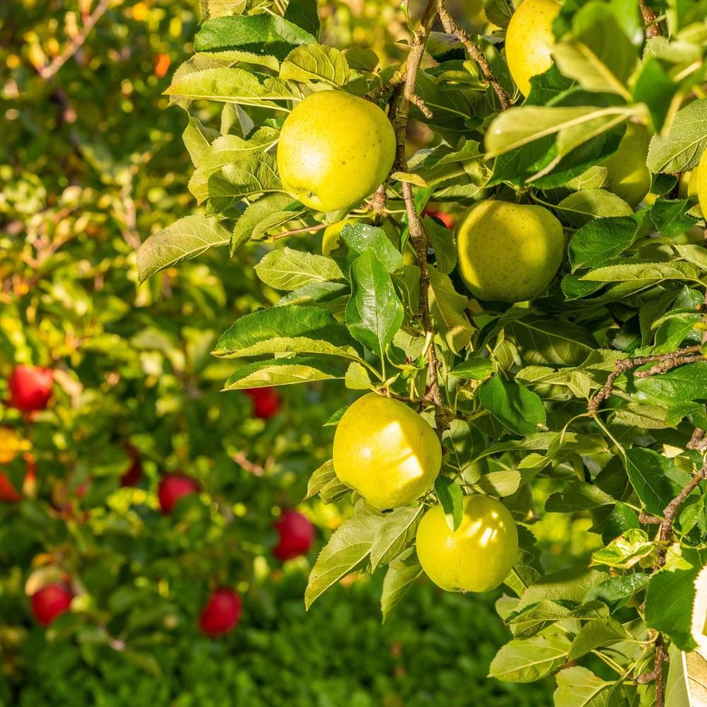 <img class='new_mark_img1' src='https://img.shop-pro.jp/img/new/icons5.gif' style='border:none;display:inline;margin:0px;padding:0px;width:auto;' />ӡ Ourin Apples2,5009,500