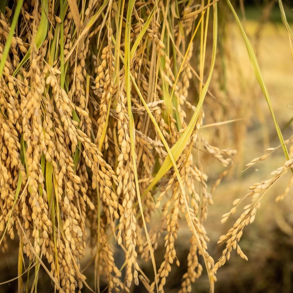 <img class='new_mark_img1' src='https://img.shop-pro.jp/img/new/icons5.gif' style='border:none;display:inline;margin:0px;padding:0px;width:auto;' />ơ2025ǯ ŷ ҥ5/4,50010/9,000ߡ