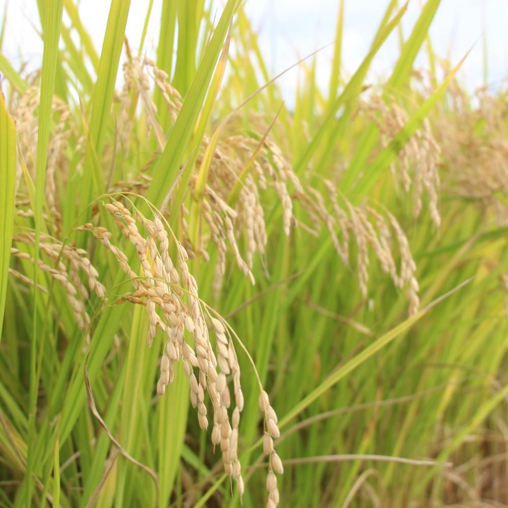 <img class='new_mark_img1' src='https://img.shop-pro.jp/img/new/icons5.gif' style='border:none;display:inline;margin:0px;padding:0px;width:auto;' />ơ2025ǯ 񻺥Хޥƥ֥ꥫơ Japanese Basmati Sarika Rice5kg/5,00010kg/10,000