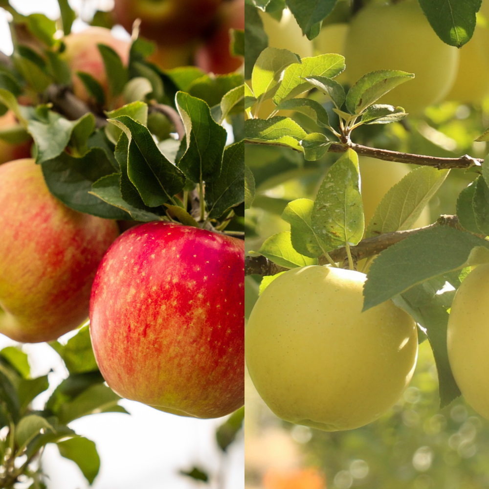 <img class='new_mark_img1' src='https://img.shop-pro.jp/img/new/icons5.gif' style='border:none;display:inline;margin:0px;padding:0px;width:auto;' />ʥΣߥåʥʥΥȡߥʥΥɡˡʡ2,5509,500