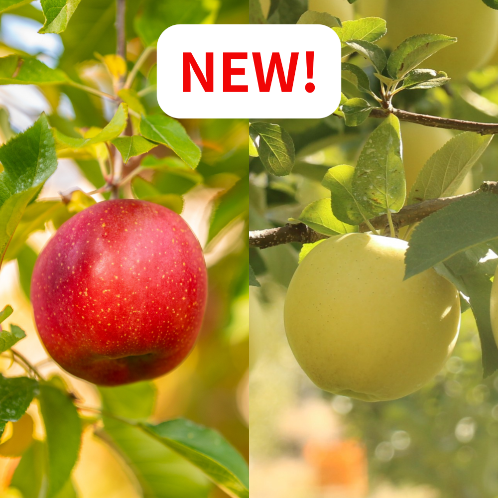 <img class='new_mark_img1' src='https://img.shop-pro.jp/img/new/icons5.gif' style='border:none;display:inline;margin:0px;padding:0px;width:auto;' />ڣ¥ 쥮顼 ߤΣߥåʥդߥʥΥɡˡʡ2,5509,500