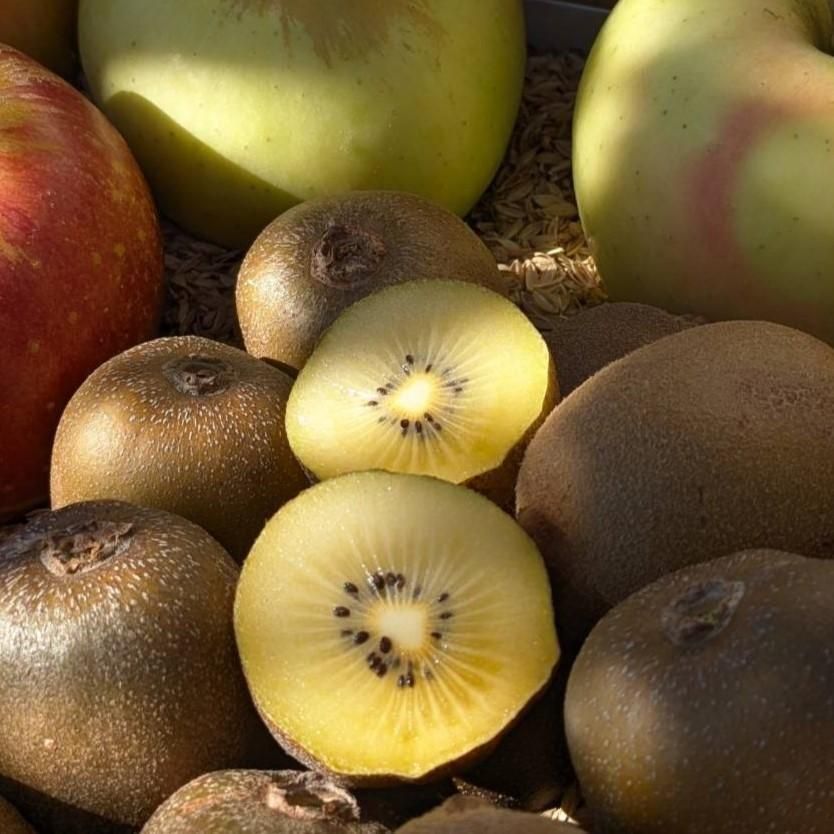 <img class='new_mark_img1' src='https://img.shop-pro.jp/img/new/icons5.gif' style='border:none;display:inline;margin:0px;padding:0px;width:auto;' />ߡ ԻѤΥɥ2,40012,000