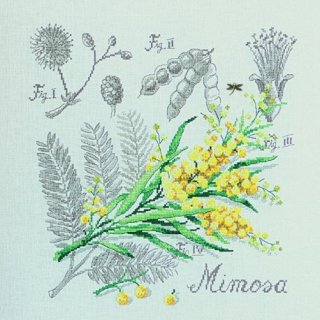 ɳݤ Etude au Mimosa(ߥ⥶Υ塼) ƥåå