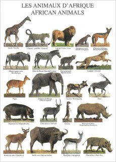 ڥեݥȥɡLES ANIMAUX D AFRIQUE AFRICAN ANIMALS