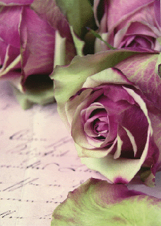 ɥݥȥ Classie Roses