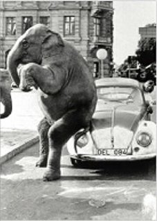 եݥȥ<br />Elephant on a car
