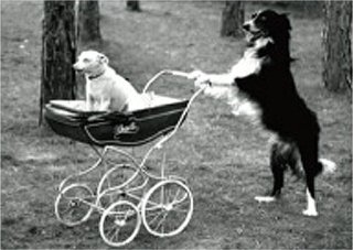 եݥȥ<br />Dogs with baby carriage