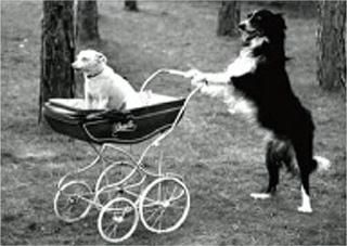 եݥȥ<br />Dogs with baby carriage