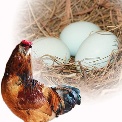 アローカナ 幸せの青い卵 6個入り - 田子農鶏場 元気なたまご
