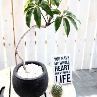 アンティーク・シャビー - おしゃれな植木鉢とプランターの通販 アンティーク・シャビー - おしゃれな植木鉢とプランターの通販