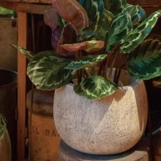 アンティーク・シャビー - おしゃれな植木鉢とプランターの通販 アンティーク・シャビー - おしゃれな植木鉢とプランターの通販