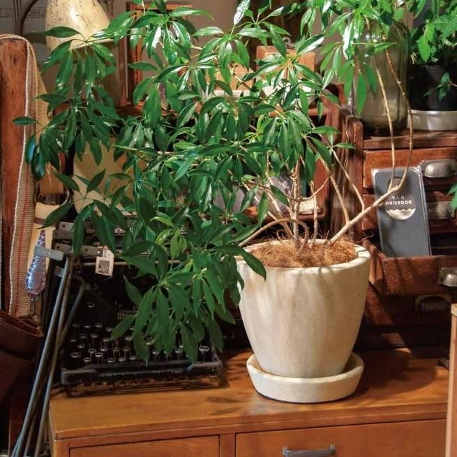 植木鉢 おしゃれ セメント フォリオエッグM＜ 23cm 8号 穴あり 白 クリーム グレー ホワイト 黒 陶器鉢 セメント コンクリート