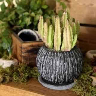 多肉 サボテン向け おしゃれな植木鉢とプランターの通販専門店 rde アールデ