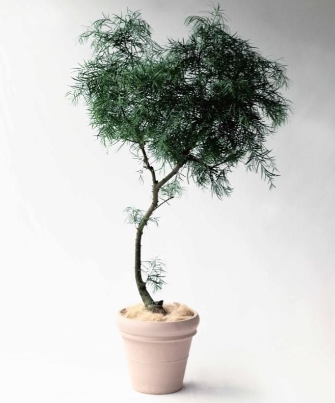 イタリア製　大型テラコッタ 植木鉢 花模様 大きめ イタリア製 テラコッタ植木鉢 大型 11号 赤土色 イタリアン