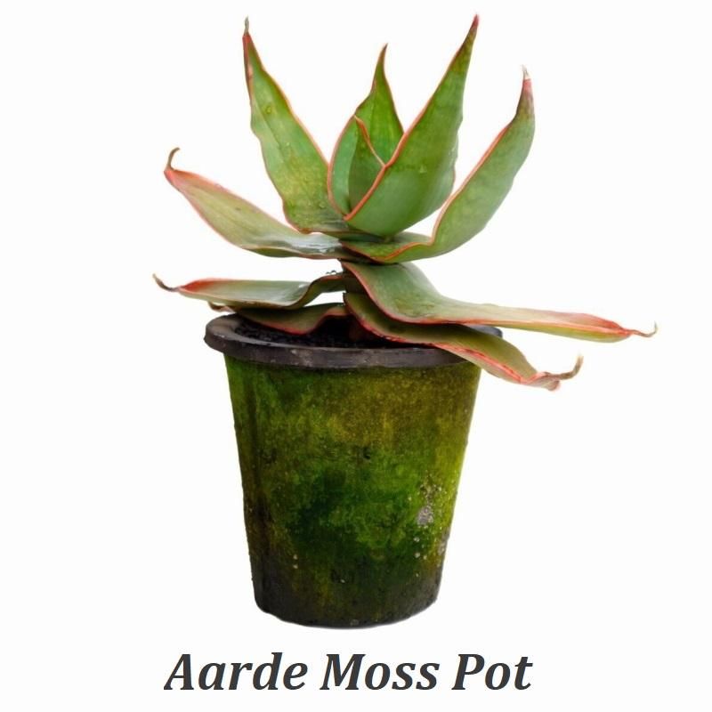 プランター おしゃれ サボテン ジャンクポット深/P 2L (Re/Gy