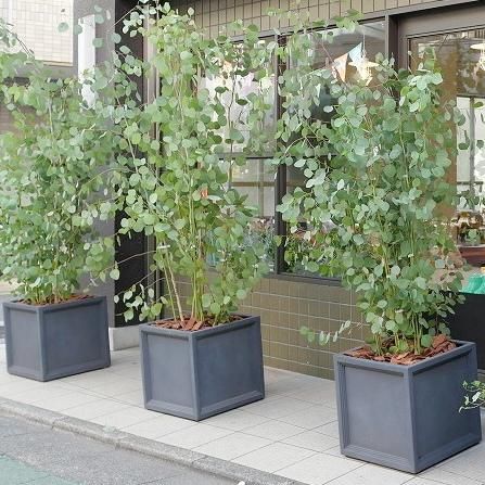 植木鉢 おしゃれ 大型 プラスチック 軽い LLキューブ L<FRP 植木鉢 おしゃれ 大型 プラスチック 軽い LLキューブ L<FRP