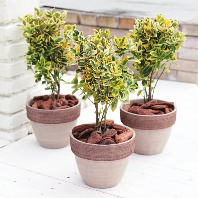 植木鉢 おしゃれ テラコッタ スクラッチジオポットL＜ 30cm 10号